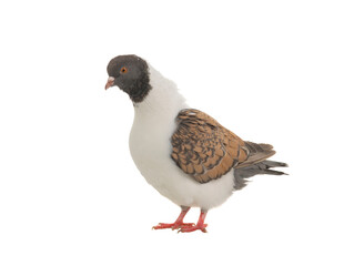 german modena pigeon isolated on white background