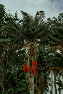 famous Colombian corozo palm, in the city of Salento, Quind&iacute;o in Colombia