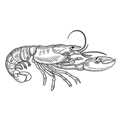 Lobster vector black and white illustration
