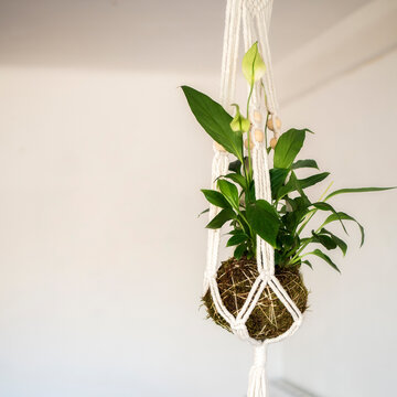 kokedama traditional japanese plant with moss and coconut fiber