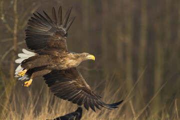 Majestic predator White-tailed eagle, Haliaeetus albicilla in Poland wild nature	