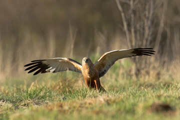 Flying Birds of prey Marsh harrier Circus aeruginosus, hunting time Poland Europe