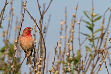 Common Rosefinch Erythrinus carpodacus Bird, small migratory bird in red feathers, male summer time Poland, Europe	