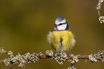Bird - Blue Tit Cyanistes caeruleus perched on tree	