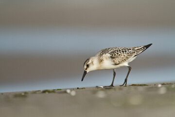 bird - Sanderling Calidris alba adult migratory bird, shorebird