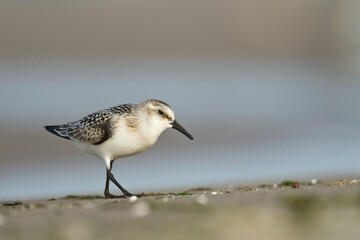 bird - Sanderling Calidris alba adult migratory bird, shorebird