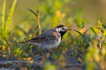 Bird white wagtail Motacilla alba small bird with long tail on light brown background, Poland Europe