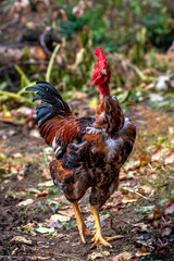 Bird chicken rooster