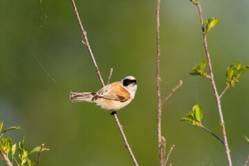 Bird Remiz pendulinus Penduline Tit perched on tree Poland Europe