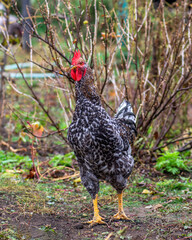 Bird chicken rooster