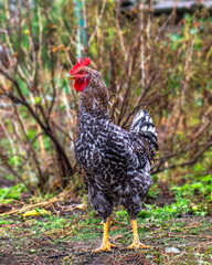 Bird chicken rooster