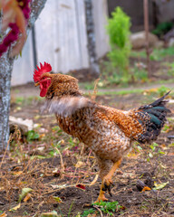 Bird chicken rooster