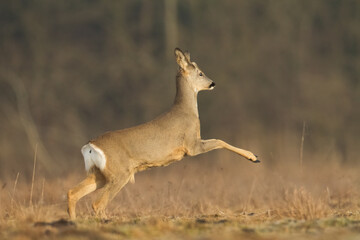 female roe deer Capreolus capreolus Majestic roe deer, capreolus capreolus, approaching on green meadow in spring. Male mammal with orange fur walking through grass