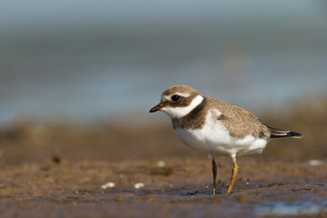 Bird Charadrius dubius, Little Ringed Plover on blurred background