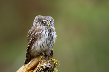 Pygmy owl Glaucidium passerinum little owl natural dark forest north parts of Poland Europe	