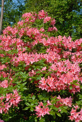 Rhododendron, Rhododendron x 'Jolie Madame'