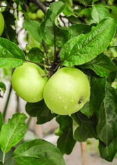 Fototapeta premium a bunch of green apples grow on an apple tree after rain. gardening and cultivation of apples concept