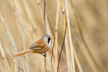 Bird Bearded Reedling Panurus biarmicus Poland Europe, a bird living in reeds on the edges of rivers, ponds, lakes