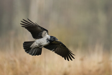 Bird - Hooded crow Corvus cornix in amazing warm background Poland Europe