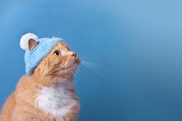 cute red cat in a blue knitted hat with a pompom looks up, on a blue background with copy space. Ginger cat portrait