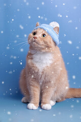 cute red cat in a blue knitted hat with a pompon looks at the falling snow, on a blue background, vertical. Ginger cat portrait