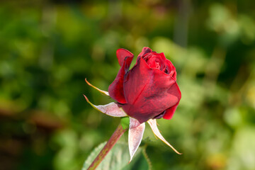 Czerwona róża wielokwiatowa przed rozkwitem na zielonym tle utwozonym z lisci