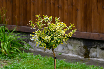 trzmielina japońska o żółto-zielonych liściach rosnąca na brązowym tle 