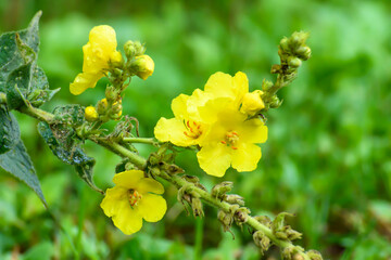 Żółte malwy kwitnące na tle zielonego trawnika  © Paweł Kacperek