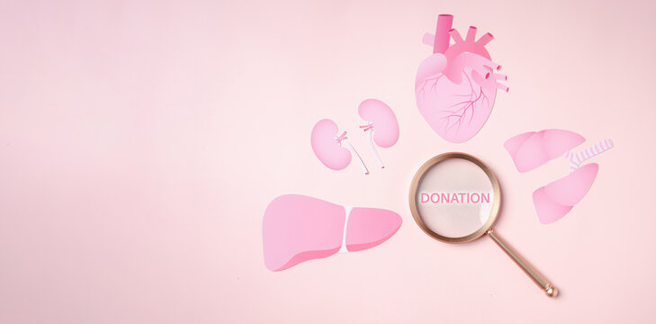 Organs Donation Concept, Magnifier Focus To Donation Word Surrounded By Human Internal Organ Icon Paper Cut On Pink Background.