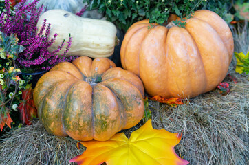 Muscat pumpkin or Muscat de Provence. Autumn harvest of pumpkins on the farm.