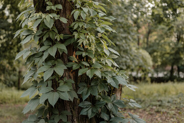 Parthenocissus tricuspidata, boston ivy, grape ivy, Japanese ivy. Plants in botanical garden. Green...