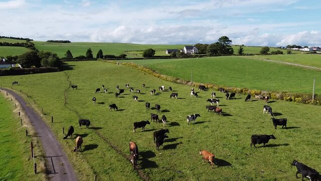A herd in a fenced farmers field in Ireland, top view. Countryside under a beautiful sky. Irish landscape, drone video.