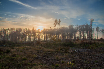 Cleared spruce forests in the Vysocina in the Czech Republic. The landscape is shrouded in fog, the sky is blue.