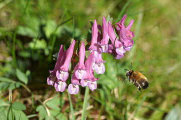 Flowering fumewort (Corydalis solida), family Papaveraceae and a flying hairy-footed flower bee (Anthophora plumipes) , family Apidae. Spring in a Dutch garden. March, Netherlands