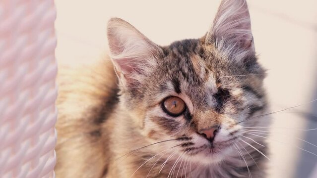 A cat without an eye looks into the frame. The fluffy cat got into a fight and was wounded. Pet shelter, vet. Operation on the muzzle of animals. High quality 4k footage. veterinarian