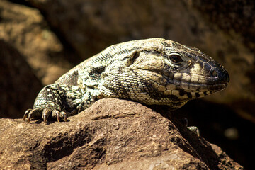 Lizard sunbathing on top of a rock. Animal warming up on a cold day.