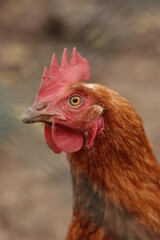 Chicken - rooster - chicken eye , chicken close up , chicken and rooster 