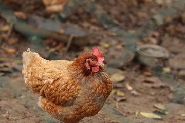 Chicken - rooster - chicken eye , chicken close up , chicken and rooster 