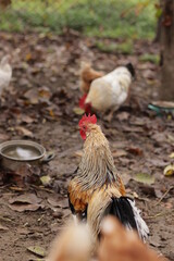 Chicken - rooster - chicken eye , chicken close up , chicken and rooster 