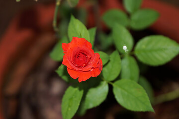 red rose on a green background