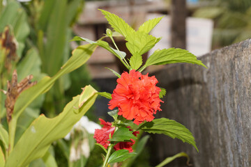 Hibiscus flower on the plant