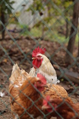 Chicken - rooster - chicken eye , chicken close up , chicken and rooster 