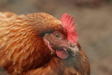 Chicken - rooster - chicken eye , chicken close up , chicken and rooster 