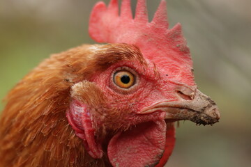Chicken - rooster - chicken eye , chicken close up , chicken and rooster 