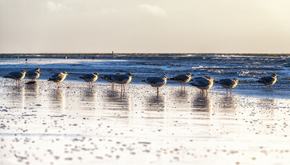 Herring gulls (Larus argentatus)  at the beach in the Netherlands, Ameland