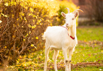 Koza biała © Monika