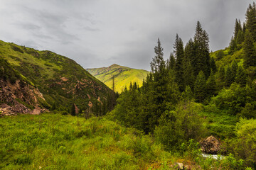 landscape with trees and clouds