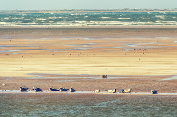 Grey and common seals resting on sand flats of Rif in tidal sea Waddensea, Netherlands