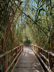 tourist wooden walking path with a wooden boardwalk surrounded by green giant reeds under a blue sky.