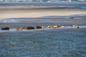 Grey and common seals resting on sand flats of Rif in tidal sea Waddensea, Netherlands